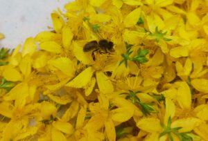 Abeille sur fleurs de millepertuis Fleurs de millepertuis récoltées au rucher de montagne. Cueillies à la main. Uniquement les fleurs sans tiges ni feuilles.