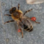 Abeille qui ramène de la résine végétale à la ruche qu'elle transformera en propolis rouge