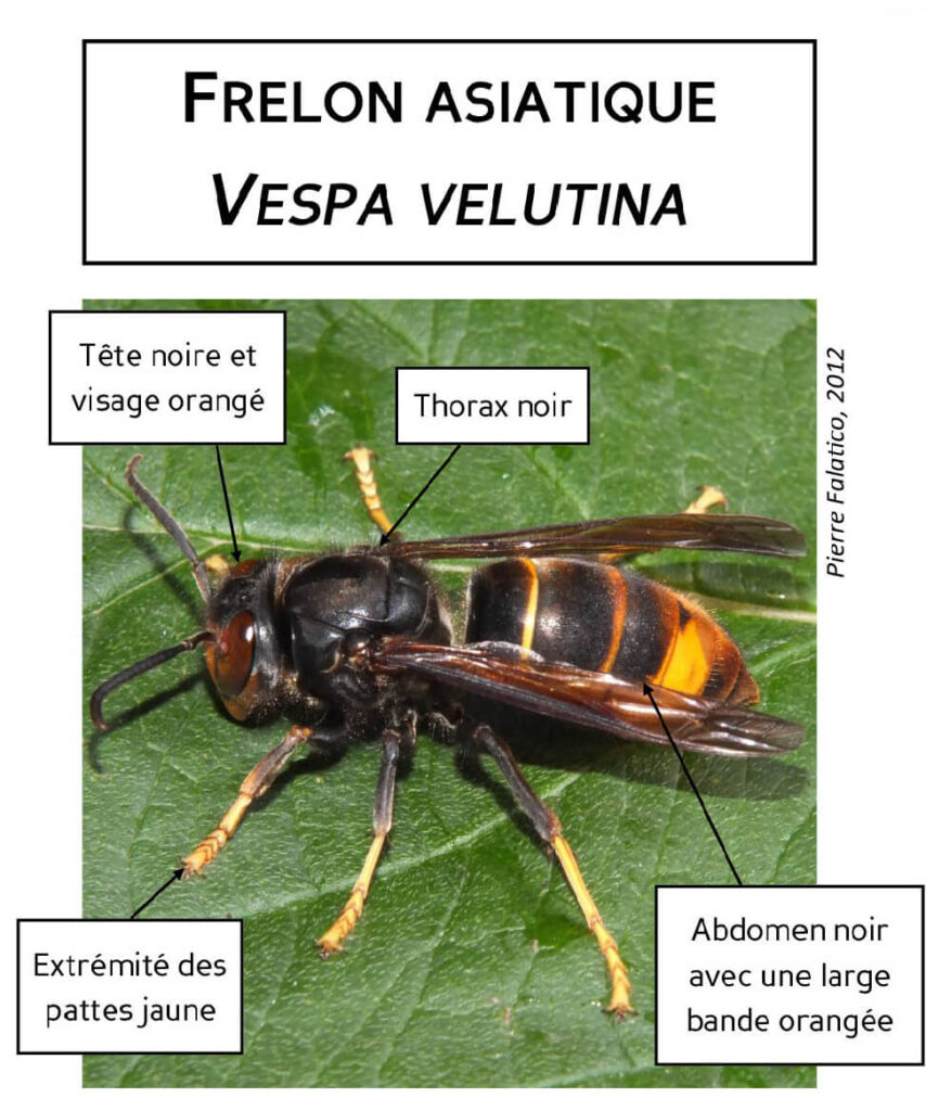 Description du frelon asiatique pour mieux le reconnaître, le signaler, lutter pour la survie des abeilles et la biodiversité.