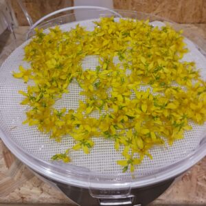 Fleurs de millepertuis récoltées en montagne